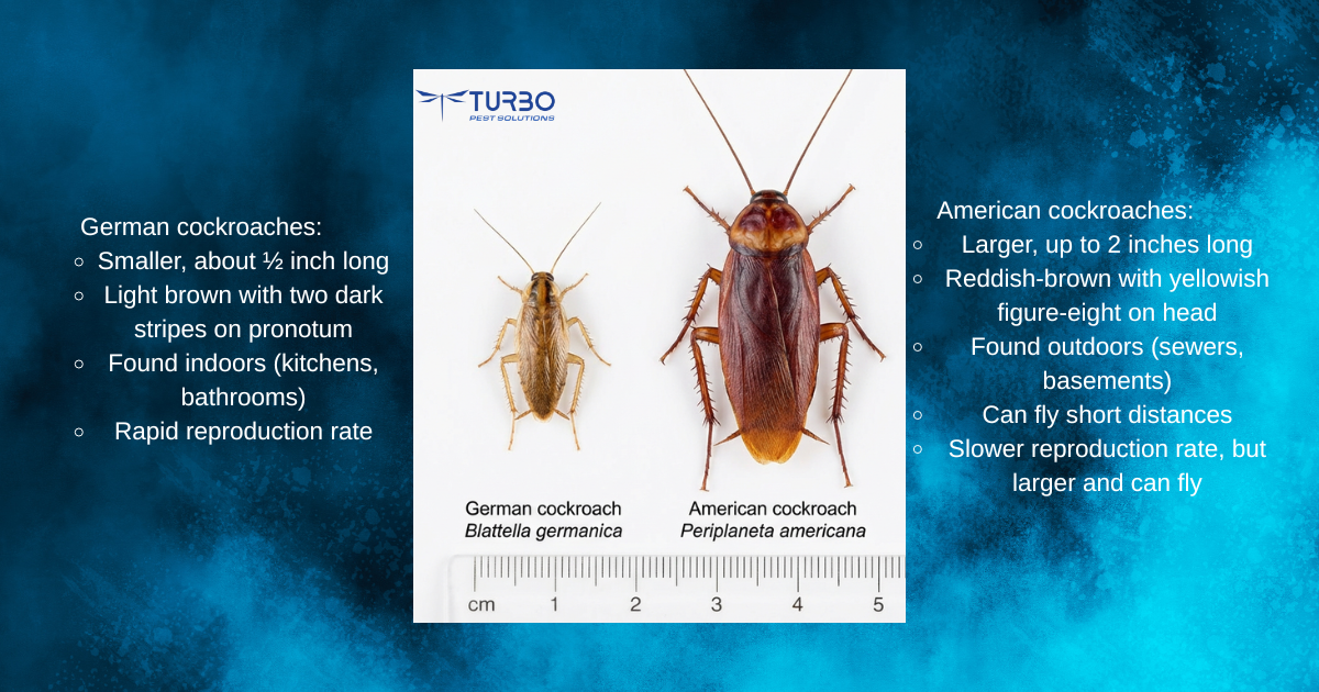 Side-by-side size comparison of a German cockroach and an American cockroach with identifying features listed