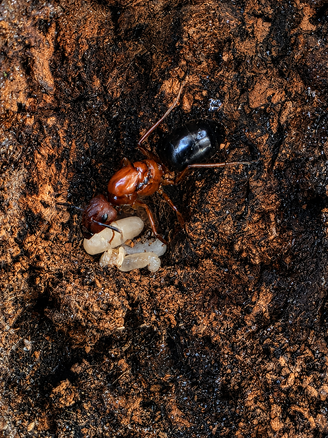 Carpenter ant colony with eggs and larvae inside a wood gallery