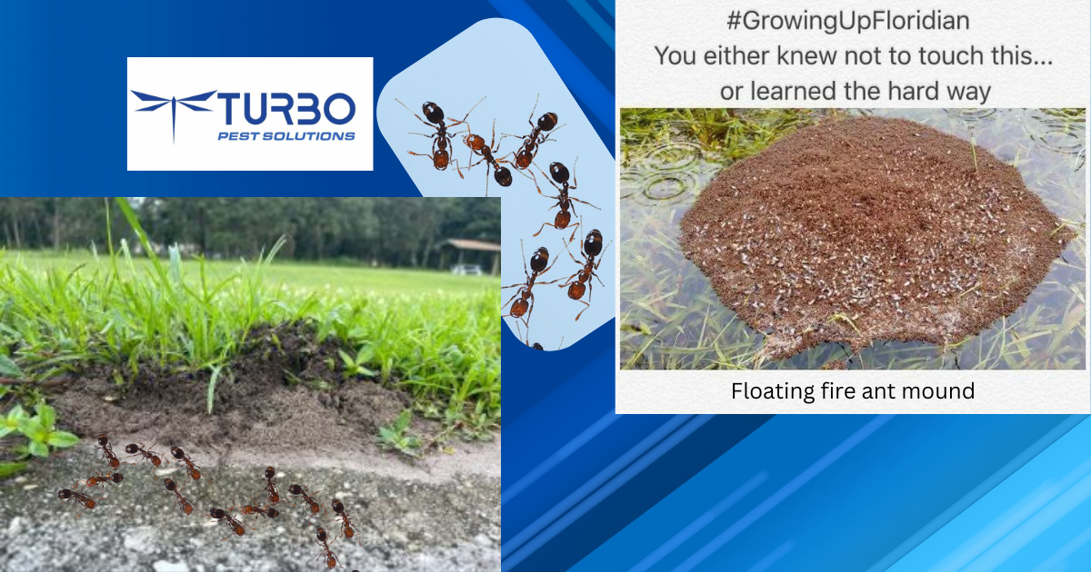 Red imported fire ants on pavement and a floating fire ant mound in floodwater — Turbo Pest Solutions