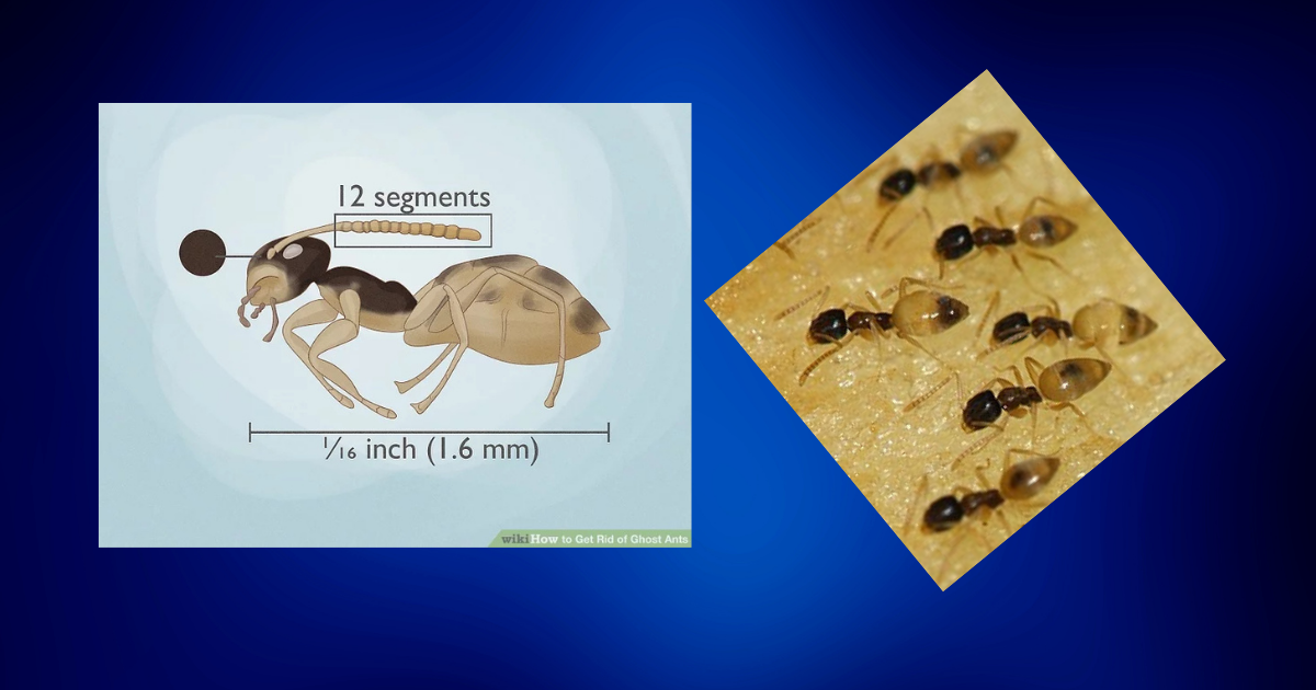 Close-up of ghost ants showing their dark head and pale translucent abdomen