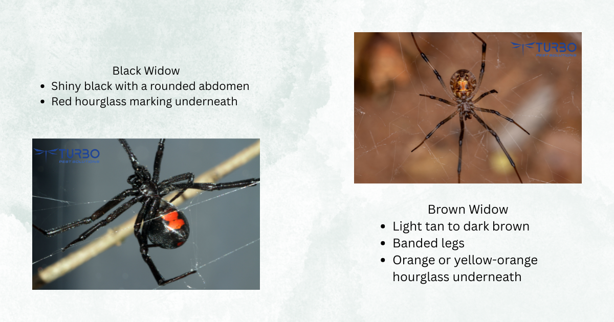 Black widow and brown widow spider comparison showing identifying markings