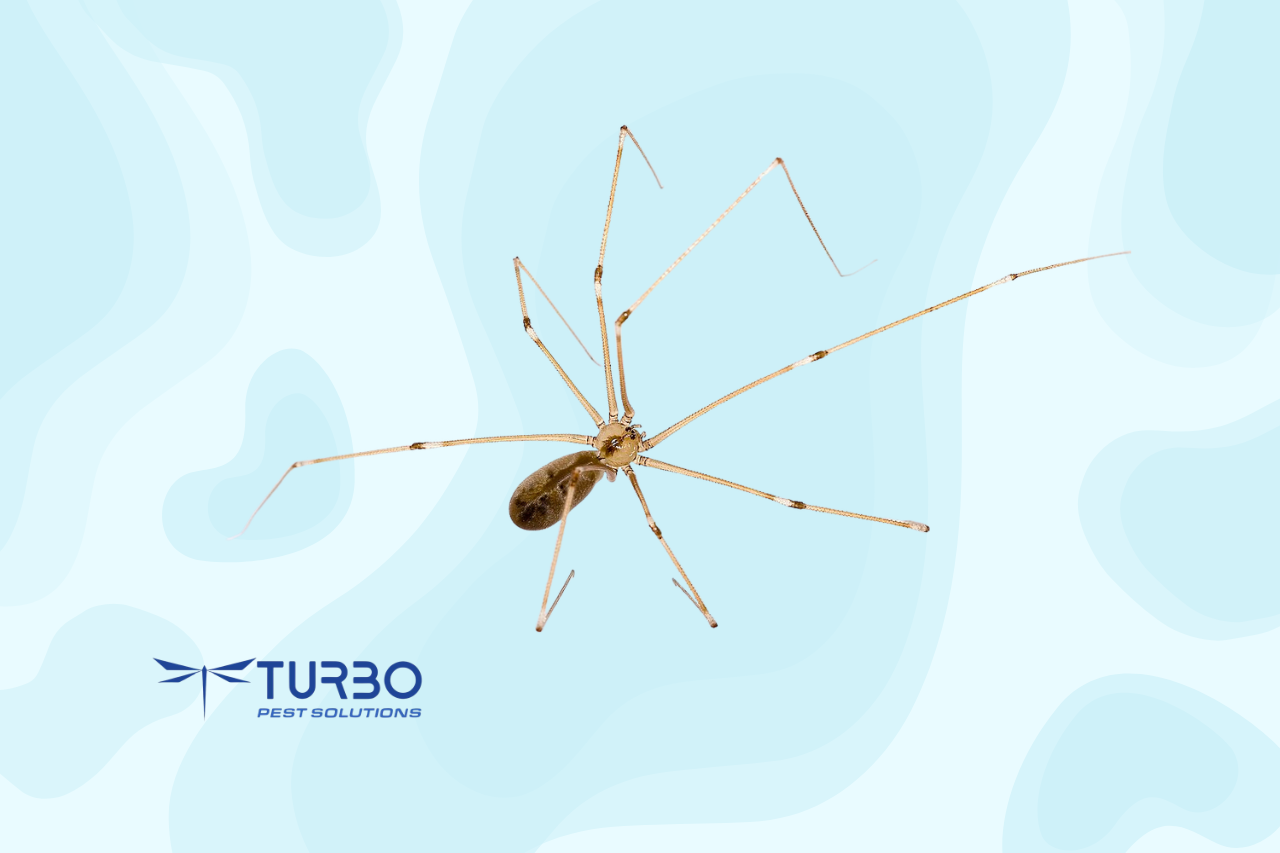Cellar spider with extremely long thin legs and small body