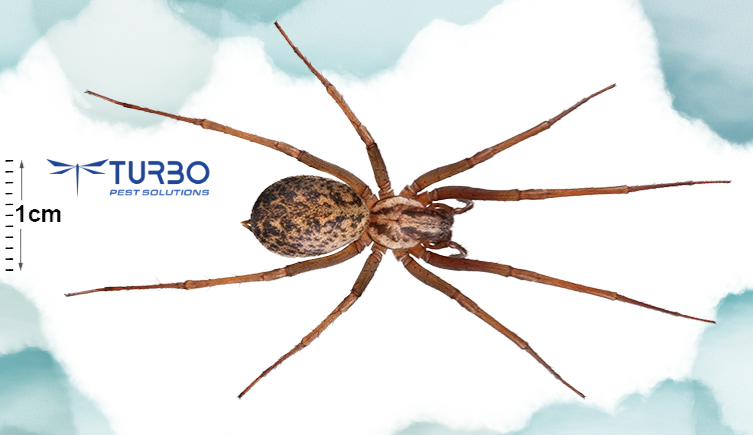 House spider with size reference showing approximately 1cm body length