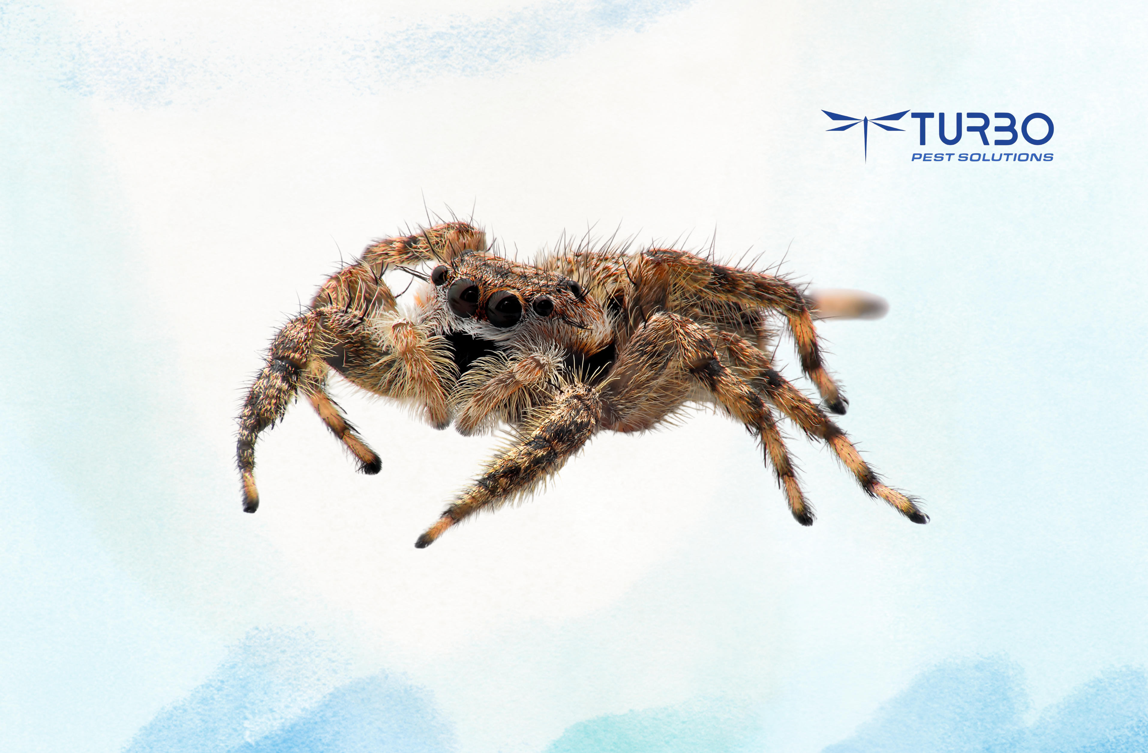 Jumping spider close-up showing large forward-facing eyes and fuzzy body