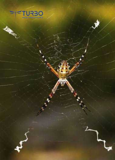 Orb-weaver spider in the center of its large circular web outdoors