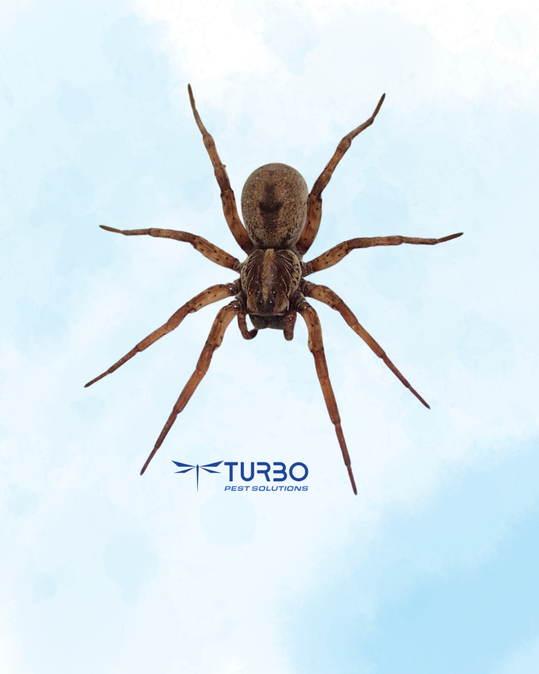 Wolf spider on a light background showing mottled brown coloring and sturdy build