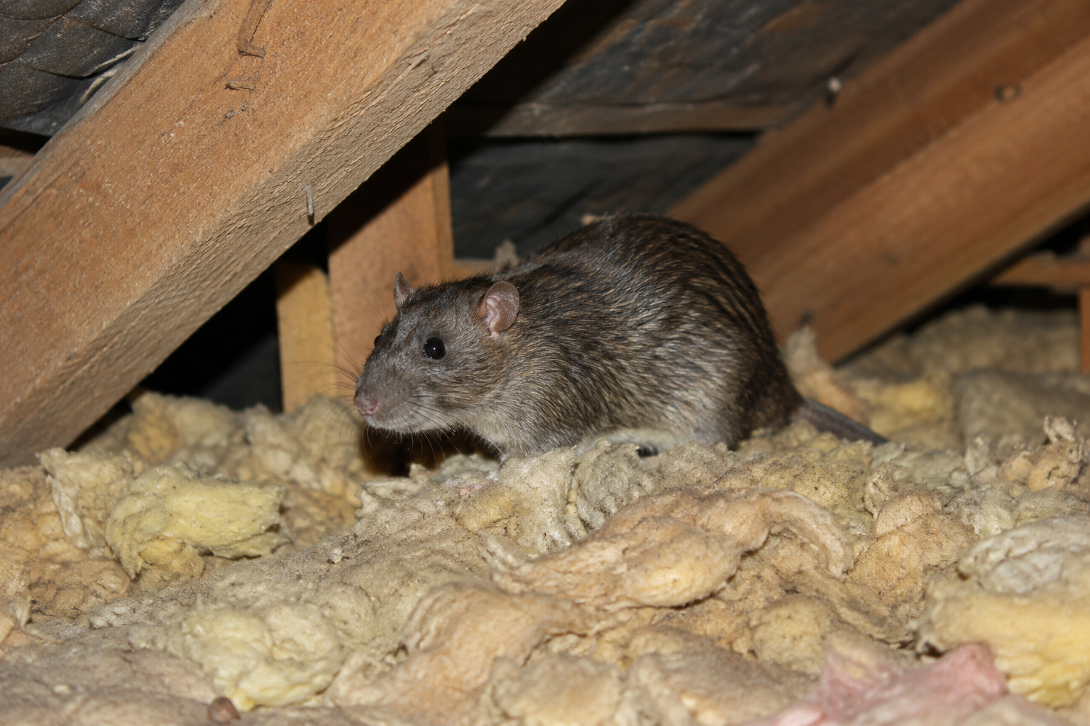 Rodent Control