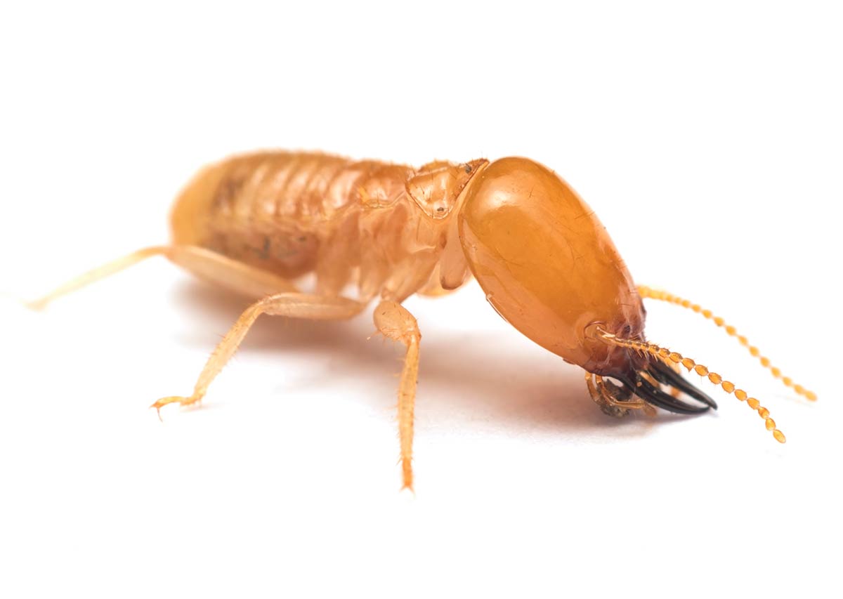 5 Fun Facts About Termites