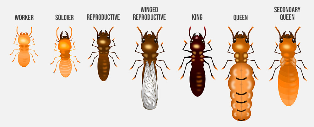 Types of Termites