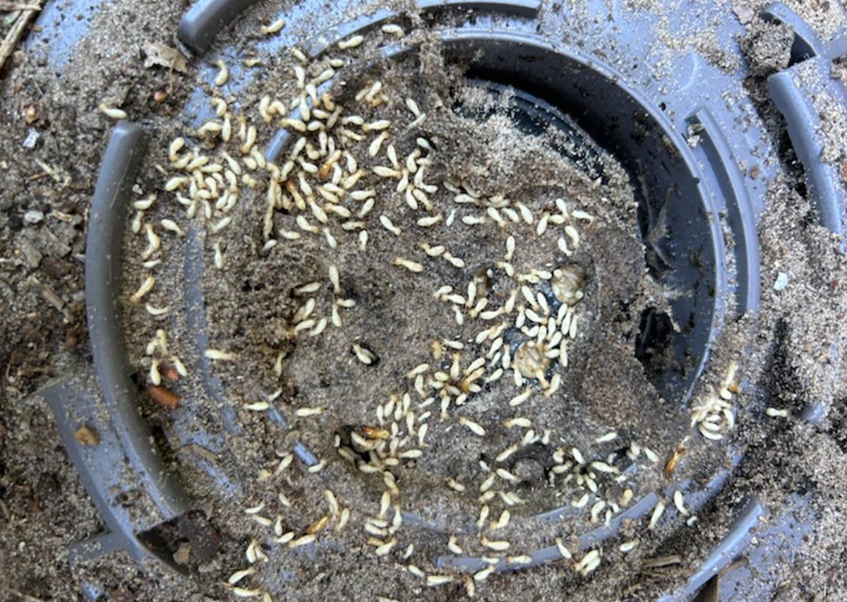 termite-bait-stations-turbo-pest-solutions-img1