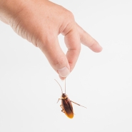 cockroach-control-ocala